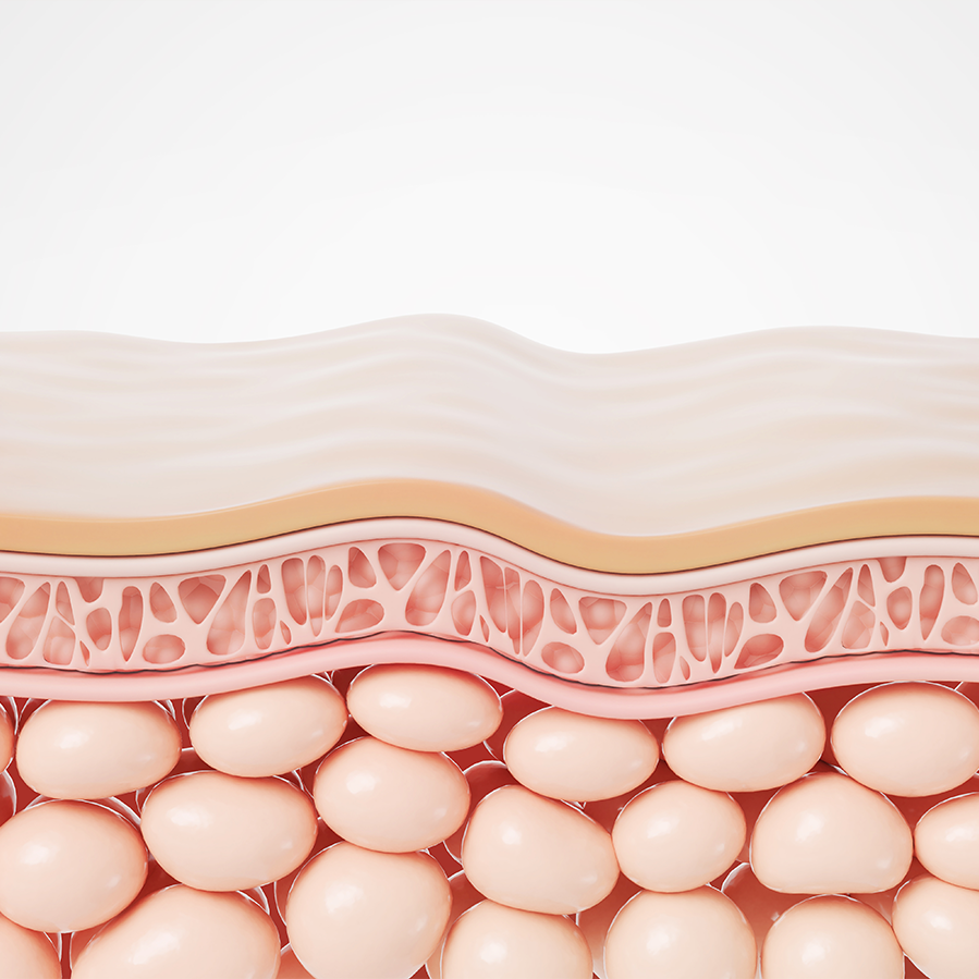 Discovering ELC (Epidermal Lipid Cement)